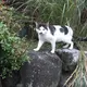 糸で凌ぐ歌