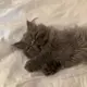 みーざー