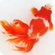 金魚