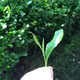 谷住郷のお茶が好き