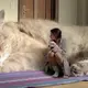 ふさふさ
