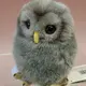 くまやんパン