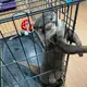 ピー助