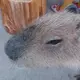 のすのす