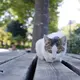 いえぴょん
