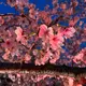 Atsukom.com꙳★*ﾟ