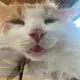 やちゃまる