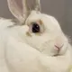 ちぐ