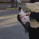 ともちゃん