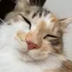 きょん