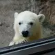 ももたろう