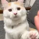 メンマ