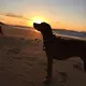 lovedog
