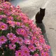 しー