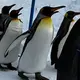 優希