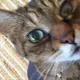 ふぁー