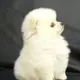 さり