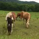 ぴょん
