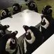 たかはし