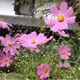 はなこ