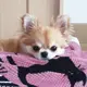 tobby