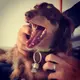 basil