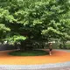 旅をする木