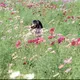 ふくみ