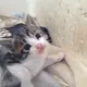 あんこ
