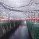 ひーちゃん