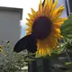 序ノ口