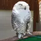 ちゃま