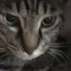 セブン