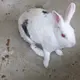 大和なでし子