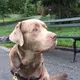 Zoey