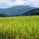 amainunishimizu