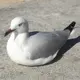 てっぱん君
