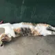catty66co