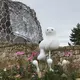 いっしー
