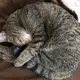 コメコパン