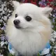 ひは