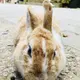 みか