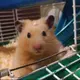 kaorin_hamham