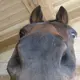 けろっぴ