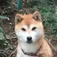 柚子柴