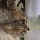 たまご