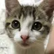 にゃん