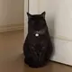 鯛子