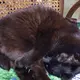 黒猫女帝