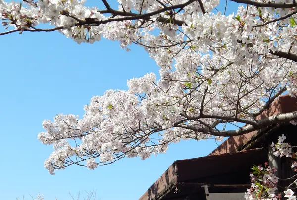 宇治公園(塔の島)の写真・動画_image_354701